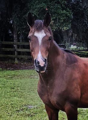 SB MISS INDEPENDENCE thumbnail picture