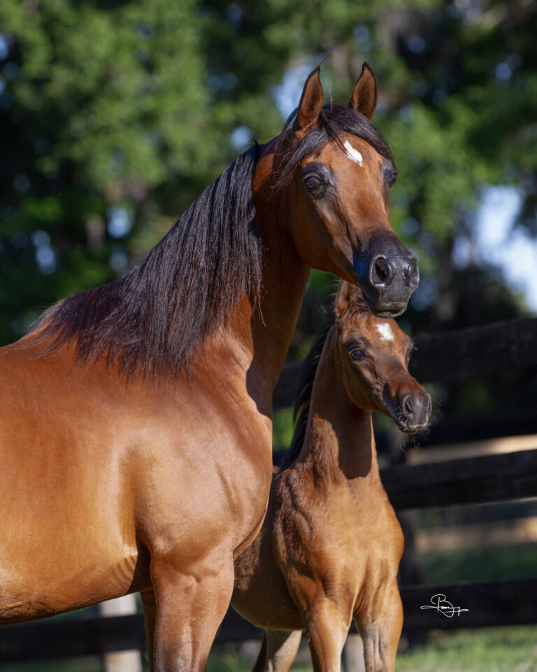 ESPRIT OF JERICHO thumbnail picture