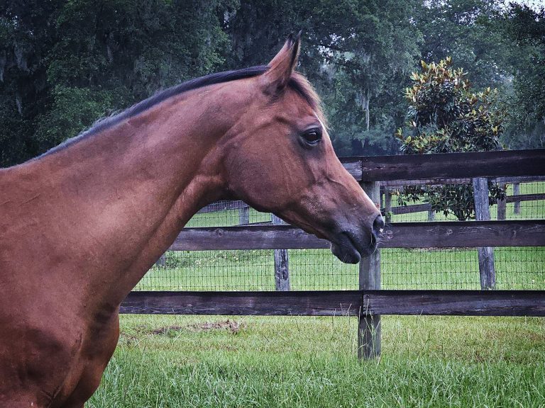 OUR MORNING STAR MO thumbnail picture