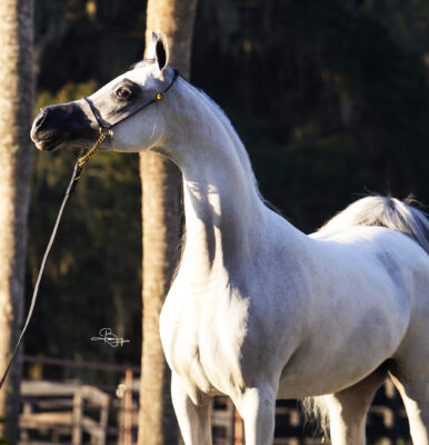 WR SILKK OBSESSION thumbnail picture