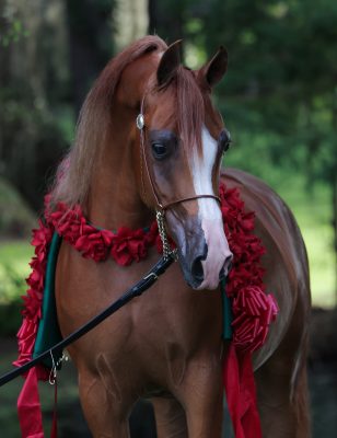 HORSE OF THE YEAR NOMINATION FOR TAWNY KITAEN PMA thumbnail picture