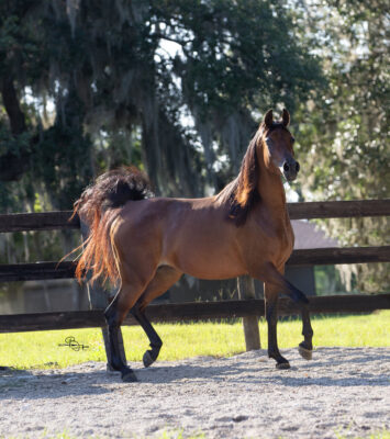 LUXOTICA thumbnail picture