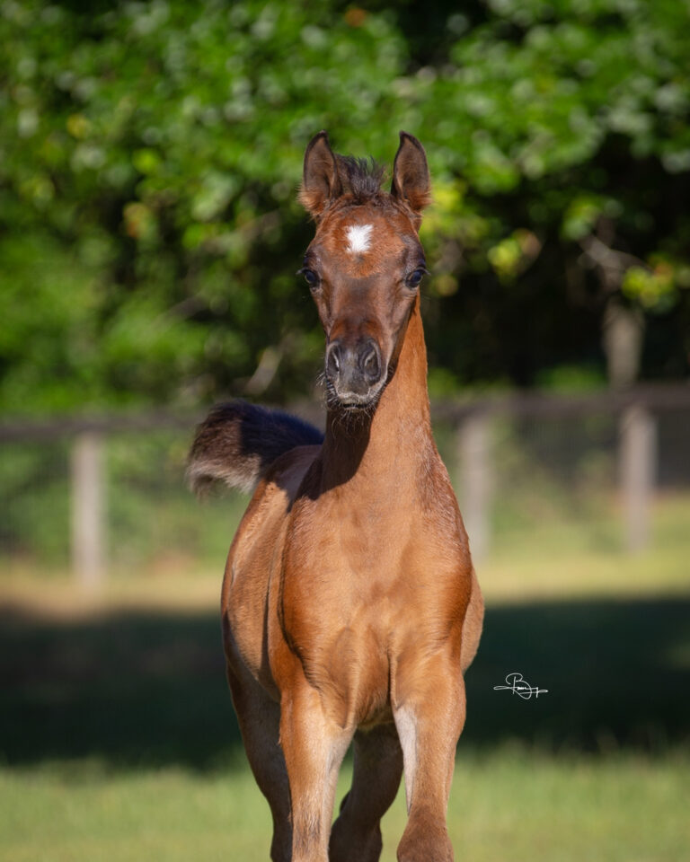 NORTHSTARS MR DOMANI thumbnail picture