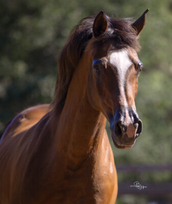 SB MISS INDEPENDENCE thumbnail picture