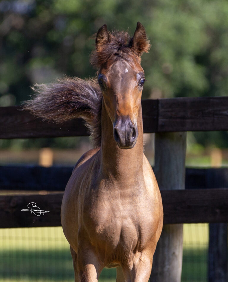 NORTHSTARS KIT KHAN thumbnail picture