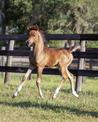 WELCOME TO OUR 2025 FOALS! thumbnail picture