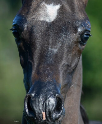 WELCOME TO OUR 2026 FOALS! thumbnail picture